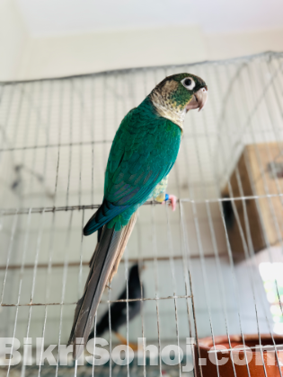 Blue Conure